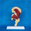 Modelo de esqueleto anatômico da articulação do quadril humano de alta qualidade (R040104)
